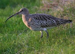 curlew_BBC pic