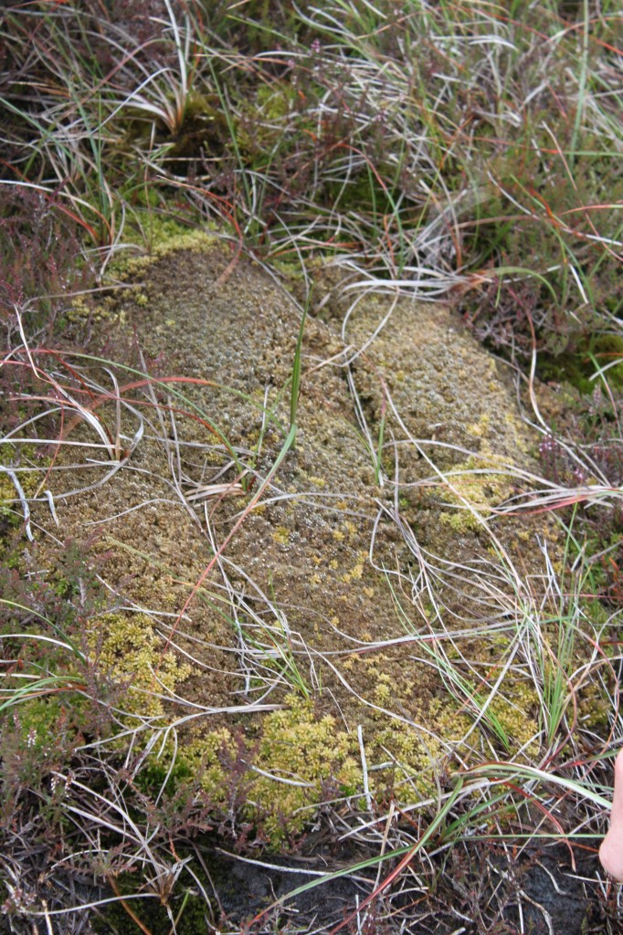 dying sphagnum_lores_photo credit-www.energyroyd.org.uk