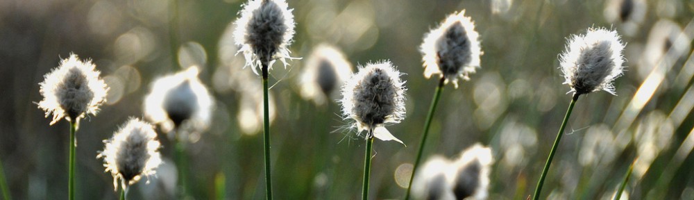 Hares Tail Cotton Grass Deep Peat indicator