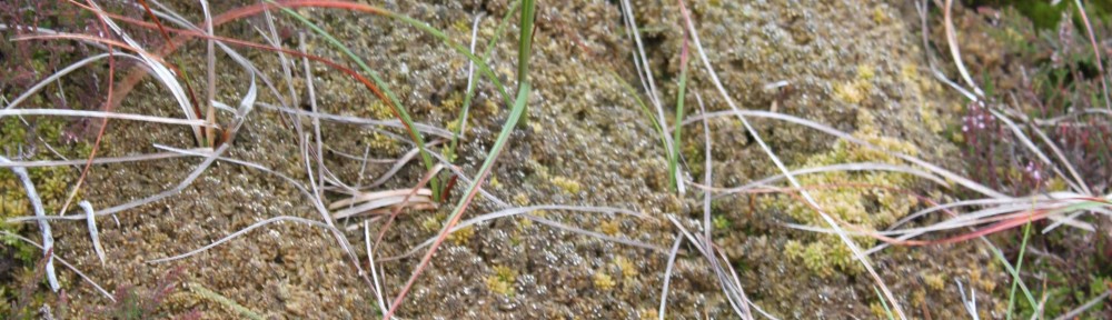 Dying sphagnum moss on degraded blanket bog, Walshaw Moor_Photo credit: www,energyroyd.org.uk