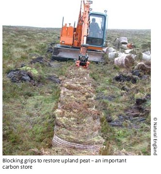 restoring upland peat