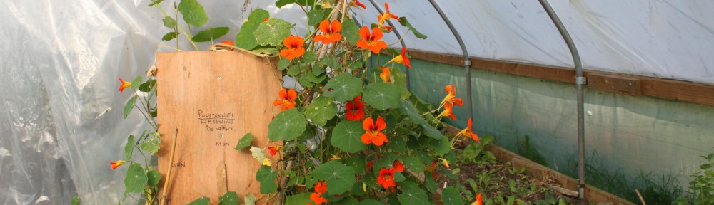 Nasturtiums_int_polytunnel_lores